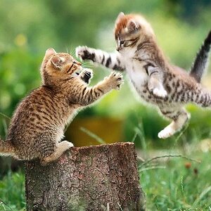 battle of kittens