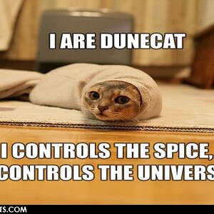 dunecat