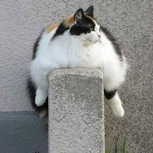 fat monorail cat