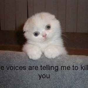 The voices are telling me to kill you