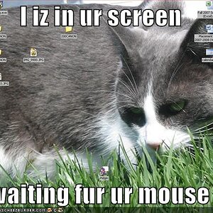 I iz in ur screen!
