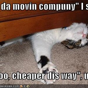 "call da' movin' company" I ses
"Nooooo, cheaper dis way" u ses