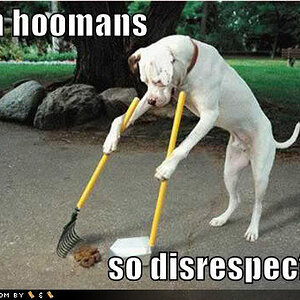 doggy cleaning up poop