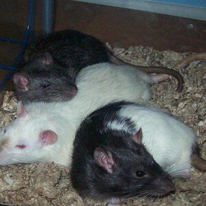 My babies, Timothy (brown rat), Jack (White rat) and Remy (the mixed colored rat). They are my joy