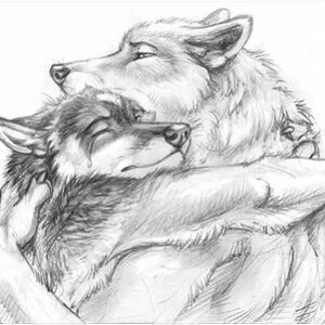 Wolf lurve (Artist unknown)