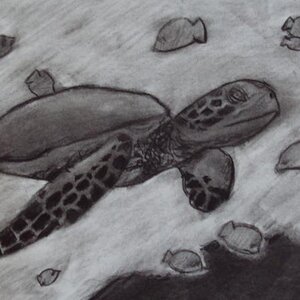 Sea Turtle- Fav animal :)