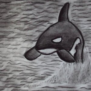 Orca Whale