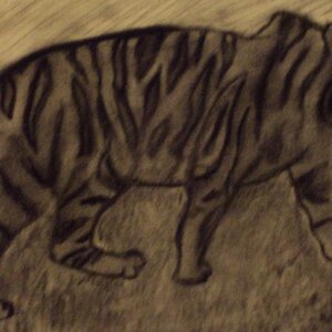 Siberian Tiger!