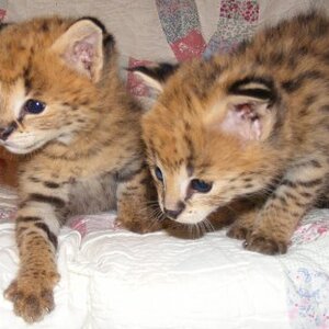 My fave animal.... BABY SERVALS!!! <3