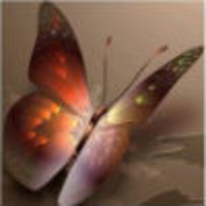 Beige Butterfly