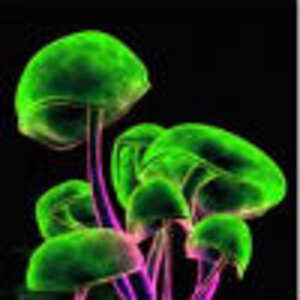 Neon Mushrooms
