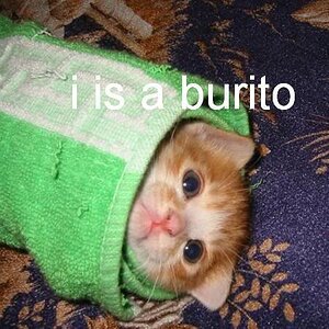 BurritoCat