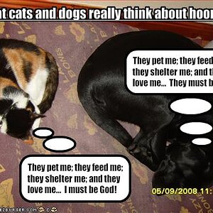 cats and dogs think differently
