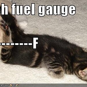 funny pictures kitten is almost out of fuel