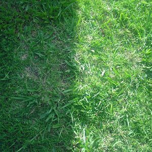 Here is a photo of my grass in my backyard! 

ENTERED IN "LIGHT" COMPETITION.