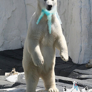 Tsunbear