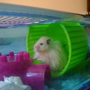 My hamster Chubz
(male)