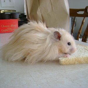 My hamster chubz again
(male)