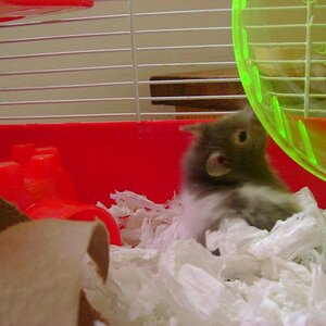 & my little girly hamster Shanti
(female)