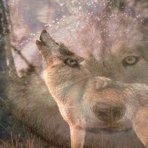 howling wolf wallpaper, 'cause wolves are awesome.