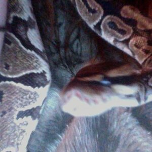 Photo on 2011 04 28 at 23.00 #2
Zane my ball python
bad picture. i gave him to my friend brett though. which is y he is not on my pets list
