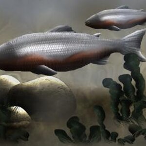 Upstream