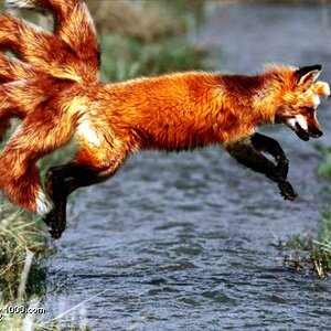 Vulpix