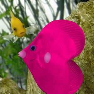 Luvdisc
