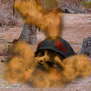 Torkoal