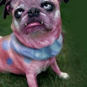 Snubbull
