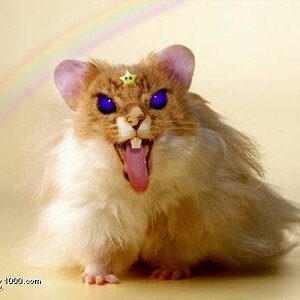 Raticate