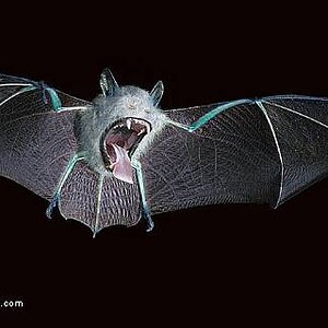 Golbat