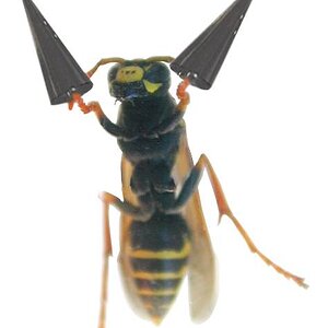 Beedrill
