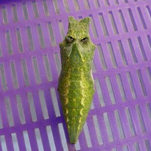 Metapod