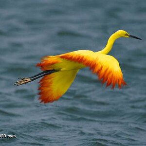 Moltres