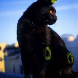 Umbreon