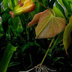 Bellsprout