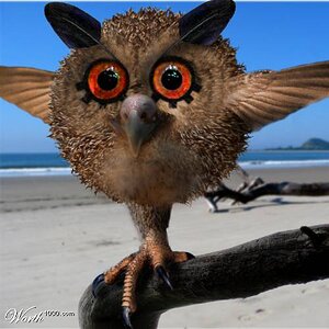 Hoothoot