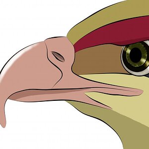 Digital drawing of Pidgeot made using Photoshop.