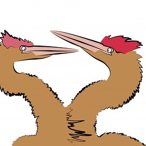 Digital drawing of two Fearow made using Photoshop.