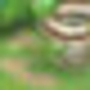 Snivy Userbar