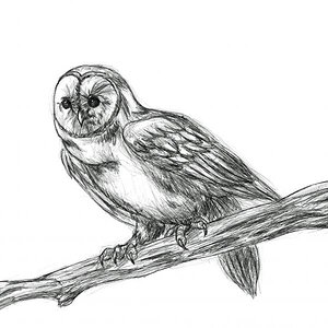 Barn Owl
Just a quick pen sketch back in 2010.