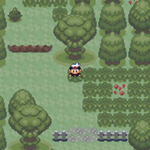 Forest