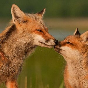Foxes. My favorite animals