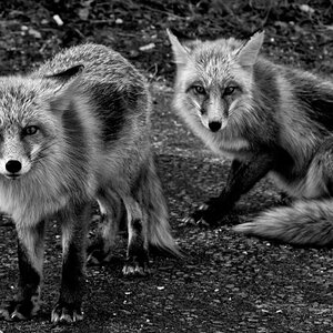 Fox