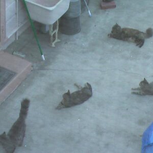 Cats are waiting to ambush my neighbor...lol