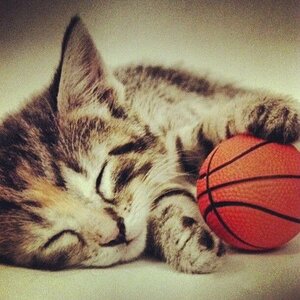 kitty sleep with basketball