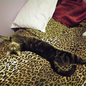 My cat, Geddy Lee, enduring the summer heat.