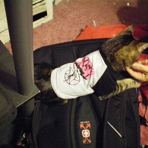 This is probably a reason I shouldn't have pets.