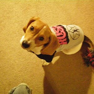 My basset rescue, Maggie Mae, rocking out in her RUSH t-shirt.